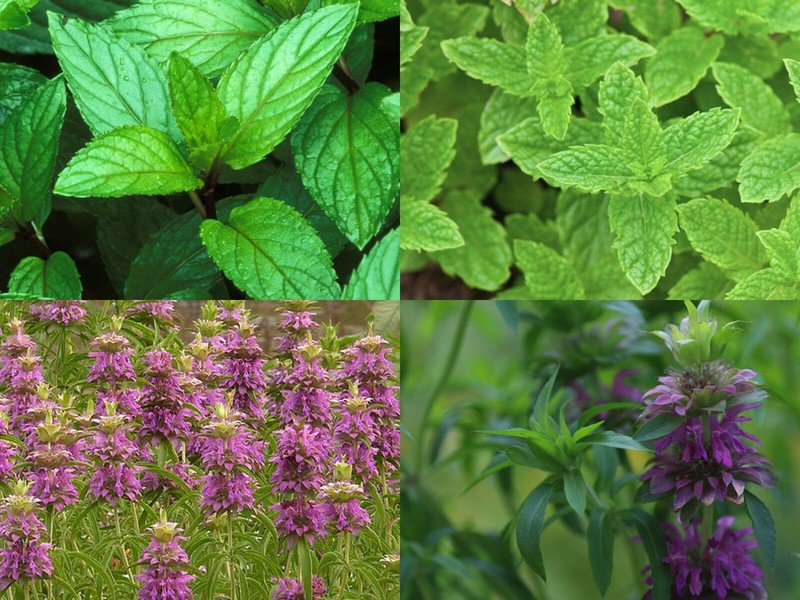 4 mint mix, get packs, peppermint, spearmint, lemon mint, balm, ship