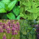 4 mint mix, get packs, peppermint, spearmint, lemon mint, balm, ship