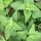 seeds catnip cat nip non-gmo herb catmint grow plants for your kitty