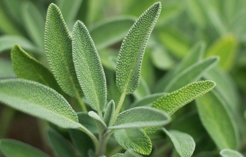 seeds sage herb 100 broadleaf common shrub bush culinary aroma