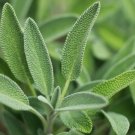 seeds sage herb 100 broadleaf common shrub bush culinary aroma