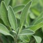 seeds sage herb 100 broadleaf common shrub bush culinary aroma