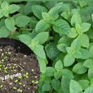 seeds black herb grass jelly / hạt sương sáo thạch đen/ 台灣仙草