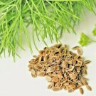 350 seeds dill spring planting fresh non-gmo heirloom herb spice vegetable