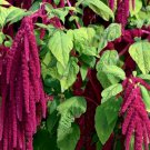 seeds amaranth love lies bleeding 1000 annual herb garden