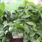 225 seeds - licorice basil rare scented culinary herb groco