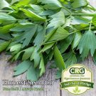 seeds lovage | non-gmo heirloom medicinal, culinary herbs fresh garden
