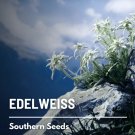 50 seeds edelweiss - rare alpine medicinal flower (leontopodium alpinum)