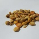 seeds 15 indian bael aegle marmelos