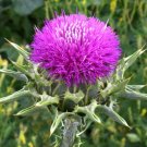 seeds milk thistle 50 herb flower garden biennial silybum marianum ship