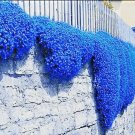 seeds 100 creeping thyme herb flower thymus serpyllum ground cover blue fs4-
