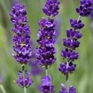 500 seeds  lavender vera / perennial non-gmo/true english fragrant/ ship