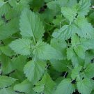 seeds catnip 1500 herb perrenial garden non-gmo