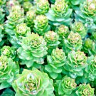 seeds 30 roseroot sedum (rhodiola rosea) | perennial stonecrop, medicinal herb
