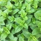 seeds 3 premium spearmint herb - 200 fresh so manyes 20% off or more items