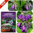 seeds true comfrey symphytum officinale non gmo heirloom attract pollinators
