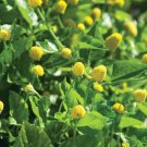 500 seeds paracress - medicinal herb aka; toothache plant