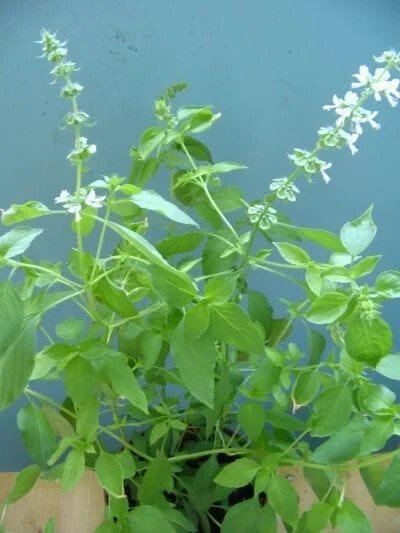 175 lemon basil seeds/2025/ * [19]