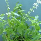 175 lemon basil seeds/2025/ * [19]