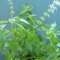 175 lemon basil seeds/2025/ * [19]