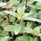 40 chocolate mint seeeds - mentha × piperita f. citrata 'chocolate'