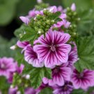 seeds 50 zebra mallow 'zebrina' - malva sylvestris gorgeous medicinal plant