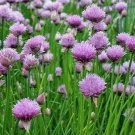 seeds chives 500 onion herbs perennial garden allium culinary
