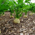 seeds giant prague celeriac 500 vegetable garden non-gmo