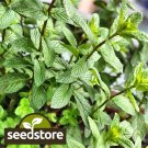 seeds 500 peppermint | heirloom - non-gmo herb seed store
