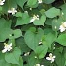 seeds 2023 fish mint, houttuynia cordata, chameleon plant - 300