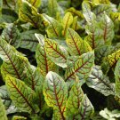 seeds 250 red veined sorrel | heirloom - non-gmo