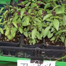 110 seeds - basil, thai spicey groco buy any 15-ships
