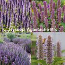 500 seeds hyssop, agastache mix perennial hummingbird bees medicinal non-gmo