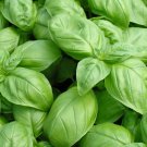 seeds italian large leaf basil 600 annual herb garden non-gmo