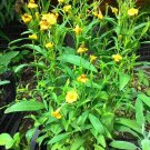 seeds 200 tarragon seed (artemisia dracunculus) organic french