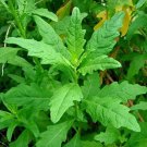 seeds 100 epazote (dysphania ambrosioides) culinary/medicinal herb tea 08/