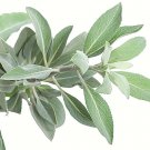 seeds 300 salvia apiana - white sage, sacred cali burning shippi