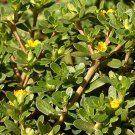 seeds 100 purslane herb (portulaca oleracea) organic pursley harvested 07/