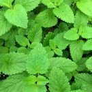 seeds lemon balm 1000 perennial herb bees butterflies garden