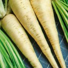 seeds parsley hamburg rooted 500 herb heirloom non-gmo seller