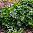 10 seeds wild ginger (asarum canadense) |e: ground cover & spice