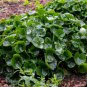 10 seeds wild ginger (asarum canadense) |e: ground cover & spice
