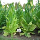 1000 86 seeds tn tobacco ~ heirloom disease resistant non-gmo