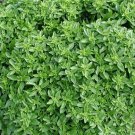 seeds dwarf greek basil 300 annual garden herb spice non-gmo