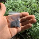 seeds semillas de ruda fresca - fresh rue