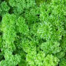 seeds parsley moss curled 1000 herb culinary cooking heirloom