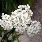 seeds 1000 yarrow - perennial white flower | heirloom wildflower medicinal herb