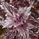 500 seeds basil purple ruffles heirloom sweet aas award antioxidants non-gmo