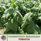 1000 connecticut broadleaf tobacco seeds, heirloom, non-gmo, genuine