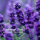 seeds 500 scarborough lavender herb non-gmo mosquito repellent